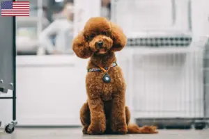 Read more about the article Maltipoo-opdrættere og hvalpe i USA