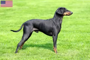Read more about the article Manchester Terrier opdrættere og hvalpe i USA