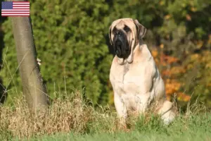 Read more about the article Mastiff-opdrættere og hvalpe i USA
