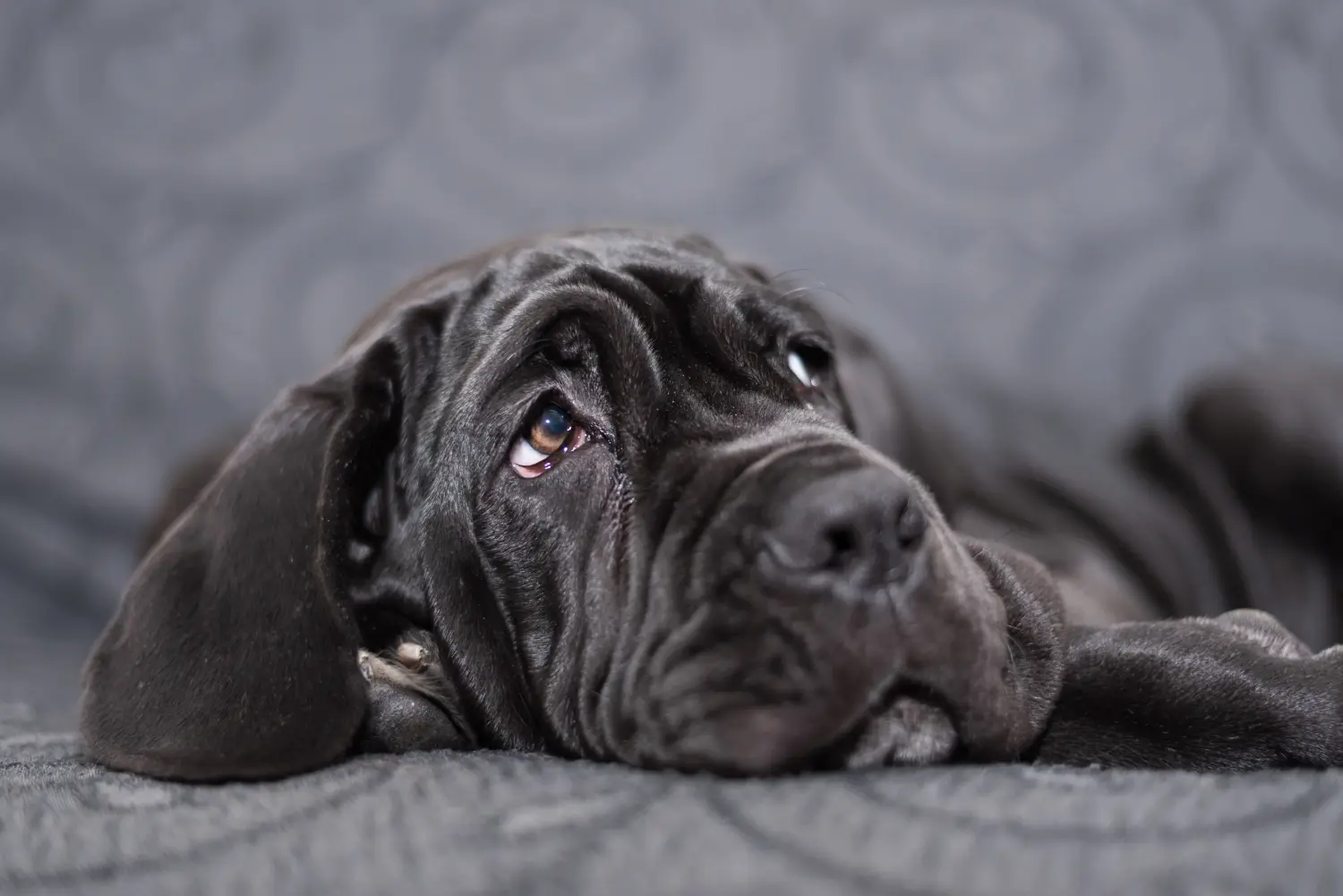 At købe en Mastino Napoletano-hvalp betyder at tage ansvar! Køb Mastino Napoletano hvalpe.