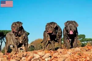 Read more about the article Mastino Napoletano opdrættere og hvalpe i USA