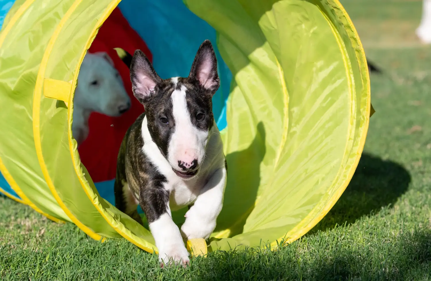 At købe en Miniature Bull Terrier-hvalp betyder at tage ansvar! Køb Miniature Bull Terrier-hvalpe.