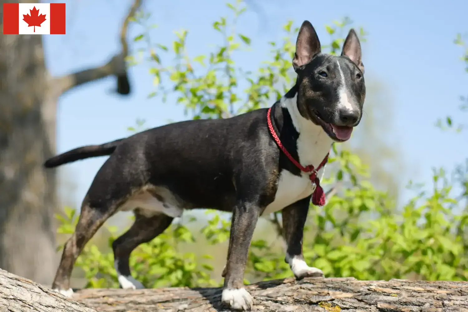 Miniature Bull Terrier hvalpe og opdrættere Canada Find opdrættere af Miniature Bull Terrier i Canada.