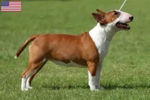 Read more about the article Miniature Bull Terrier opdrættere og hvalpe i USA