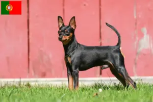 Read more about the article Miniature Pinscher opdrættere og hvalpe i Portugal