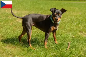 Read more about the article Miniature Pinscher opdrættere og hvalpe i Tjekkiet