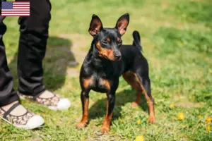 Read more about the article Miniature Pinscher opdrættere og hvalpe i USA