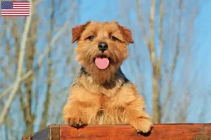 Read more about the article Norfolk Terrier opdrættere og hvalpe i USA