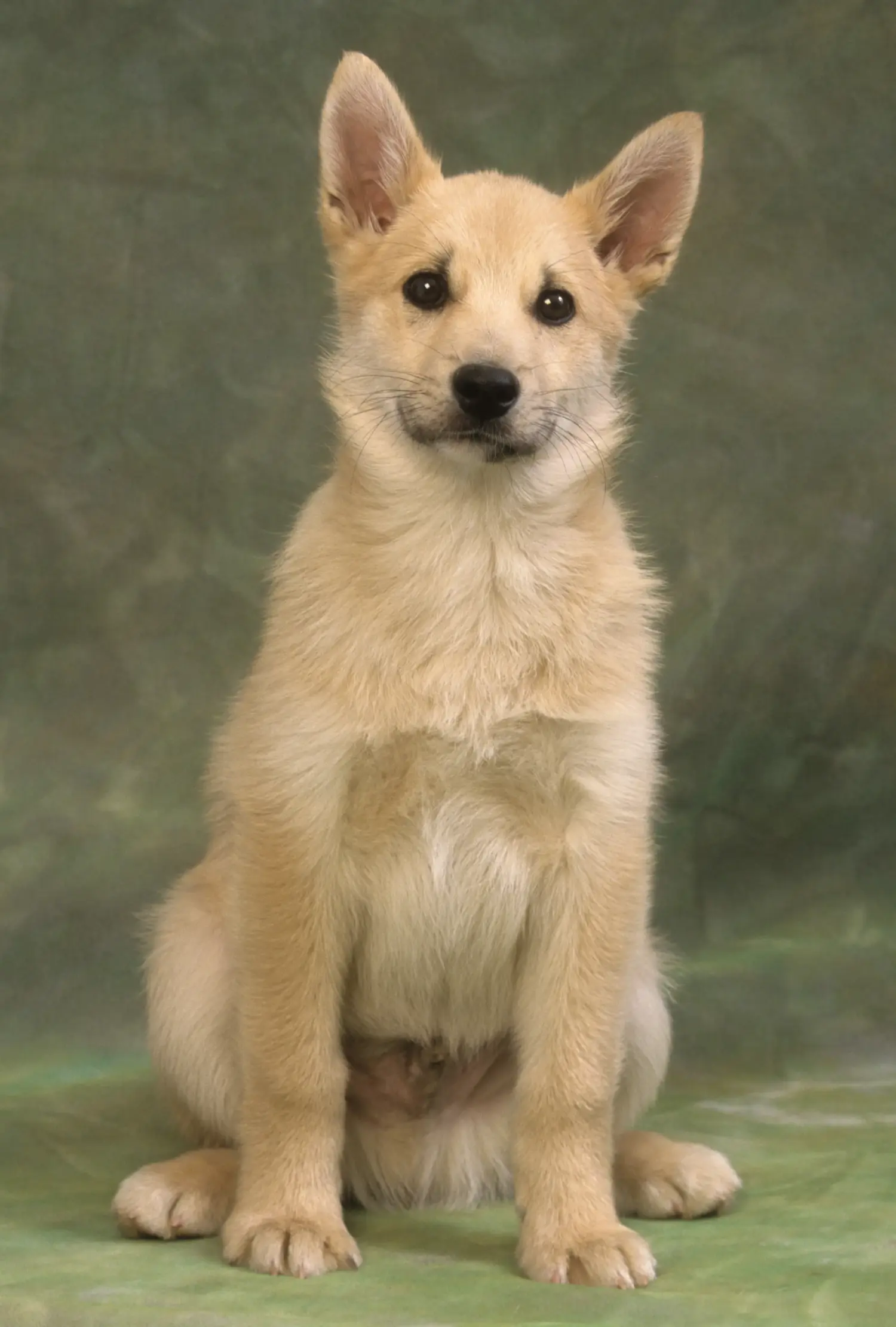 At købe en norsk buhundhvalp betyder at tage ansvar! Køb norsk buhund hvalpe.
