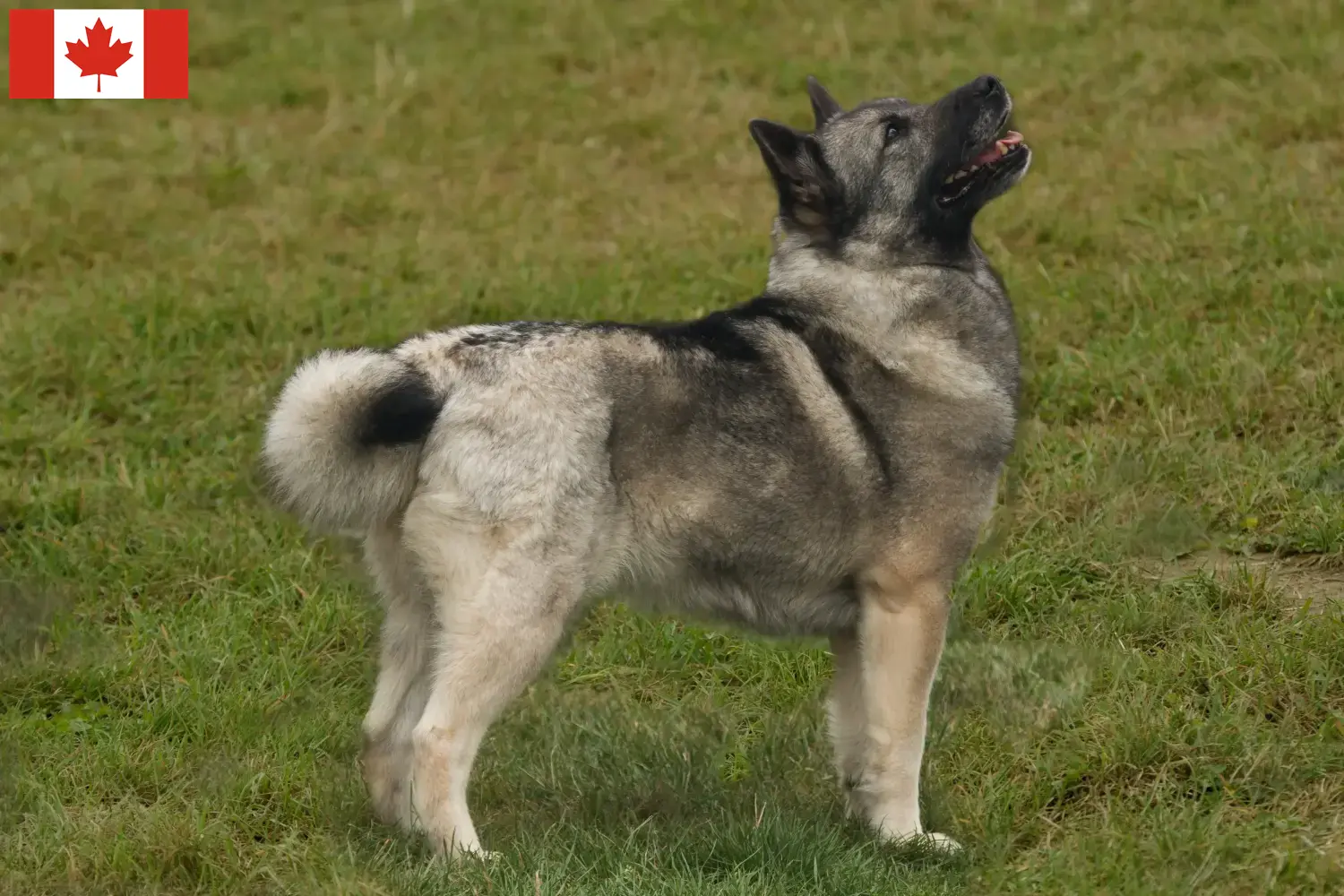 Read more about the article Norsk Buhund opdrætter og hvalpe i Canada