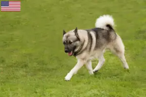 Read more about the article Norsk Buhund opdrættere og hvalpe i USA