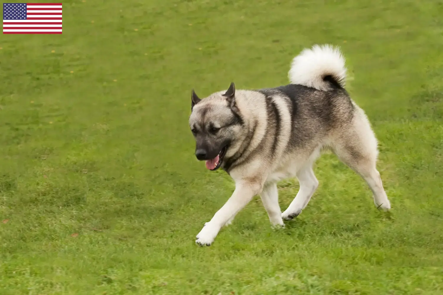 Read more about the article Norsk Buhund opdrættere og hvalpe i USA