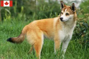 Read more about the article Norske lundehundeopdrættere og hvalpe i Canada