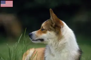 Read more about the article Norske lundehundeopdrættere og hvalpe i USA