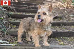 Read more about the article Norwich Terrier opdrættere og hvalpe i Canada