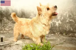Read more about the article Norwich Terrier opdrættere og hvalpe i USA