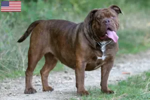 Read more about the article Olde English Bulldog opdrættere og hvalpe i USA