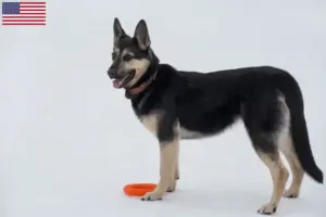 Read more about the article Østeuropæisk hyrdehundeopdrætter og hvalpe i USA
