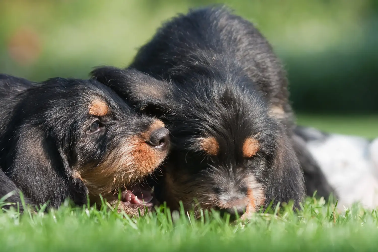 At købe en otterhundehvalp betyder at tage ansvar! Køb Otterhund-hvalpe.