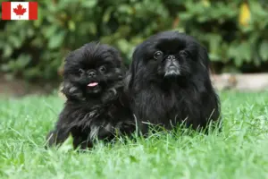 Read more about the article Pekingese-opdrættere og hvalpe i Canada