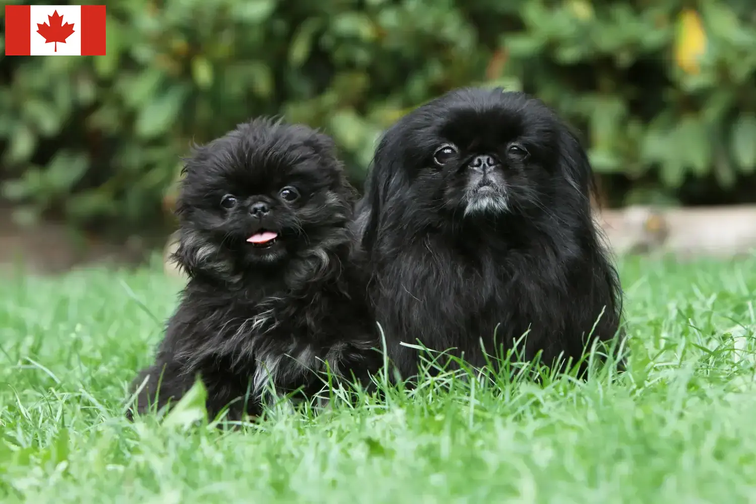 Pekingese hvalpe og opdrættere Canada Her kan du finde pekingeseropdrættere i Canada.