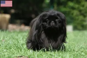 Read more about the article Pekingese-opdrættere og hvalpe i USA