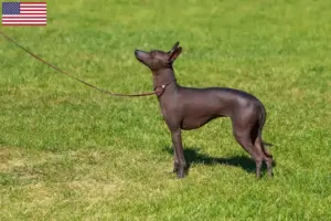 Read more about the article Peruviansk hårløs hundeopdrætter og hvalpe i USA