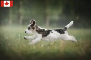 Read more about the article Petit Basset Griffon Vendéen opdrættere og hvalpe i Canada