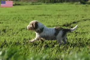 Read more about the article Petit Basset Griffon Vendéen opdrættere og hvalpe i USA