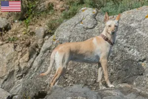 Read more about the article Podenco-opdrættere og hvalpe i USA