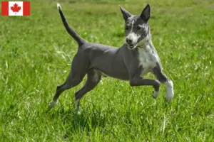 Read more about the article Podenco-opdrættere og hvalpe i Canada