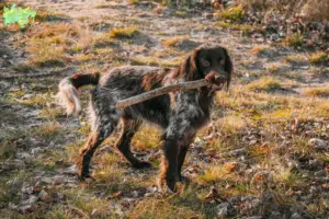 Read more about the article Polsk Jagtspaniel opdrætter og hvalpe i Midtjylland