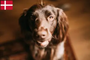 Read more about the article Polsk Jagtspaniel opdrætter og hvalpe i Danmark