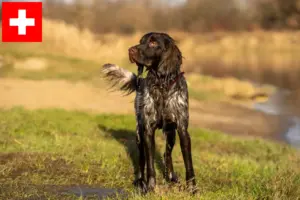 Read more about the article Opdrættere og hvalpe af polsk jagtspaniel i Schweiz