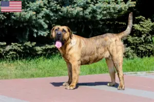 Read more about the article Presa Canario opdrættere og hvalpe i USA