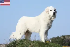 Read more about the article Pyrenæerhundeopdrættere og hvalpe i USA