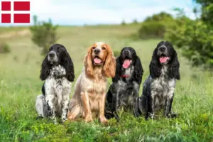 Read more about the article Russiske Spaniel opdrættere og hvalpe i Danmark
