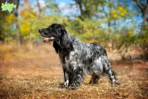 Read more about the article Russiske Spaniel opdrættere og hvalpe i Midtjylland