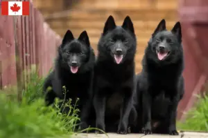 Read more about the article Schipperke-opdrættere og hvalpe i Canada