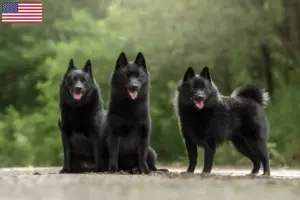 Read more about the article Schipperke-opdrættere og hvalpe i USA