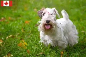 Read more about the article Sealyham Terrier opdrættere og hvalpe i Canada