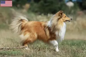 Read more about the article Sheltie-opdrættere og hvalpe i USA