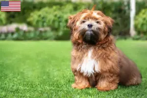 Read more about the article Shichon-opdrættere og -hvalpe i USA