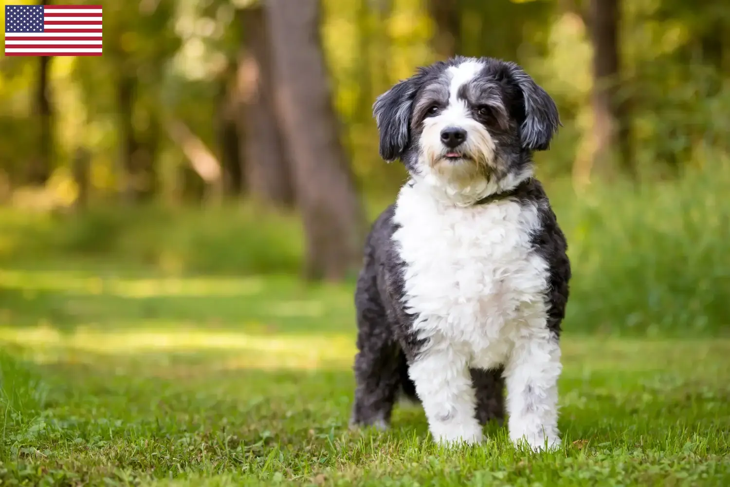 Read more about the article Shih-Poo opdrættere og hvalpe i USA