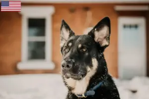 Read more about the article Shiloh Shepherd opdrættere og hvalpe i USA
