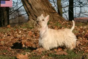 Read more about the article Scottish Terrier-opdrættere og hvalpe i USA