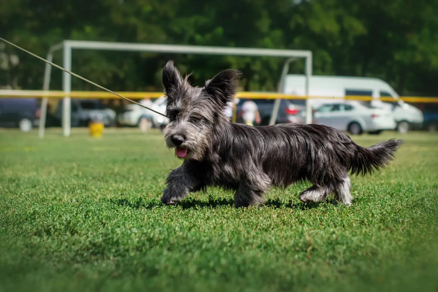 At købe en skye terrier-hvalp betyder at tage ansvar! Køb Skye Terrier hvalpe.