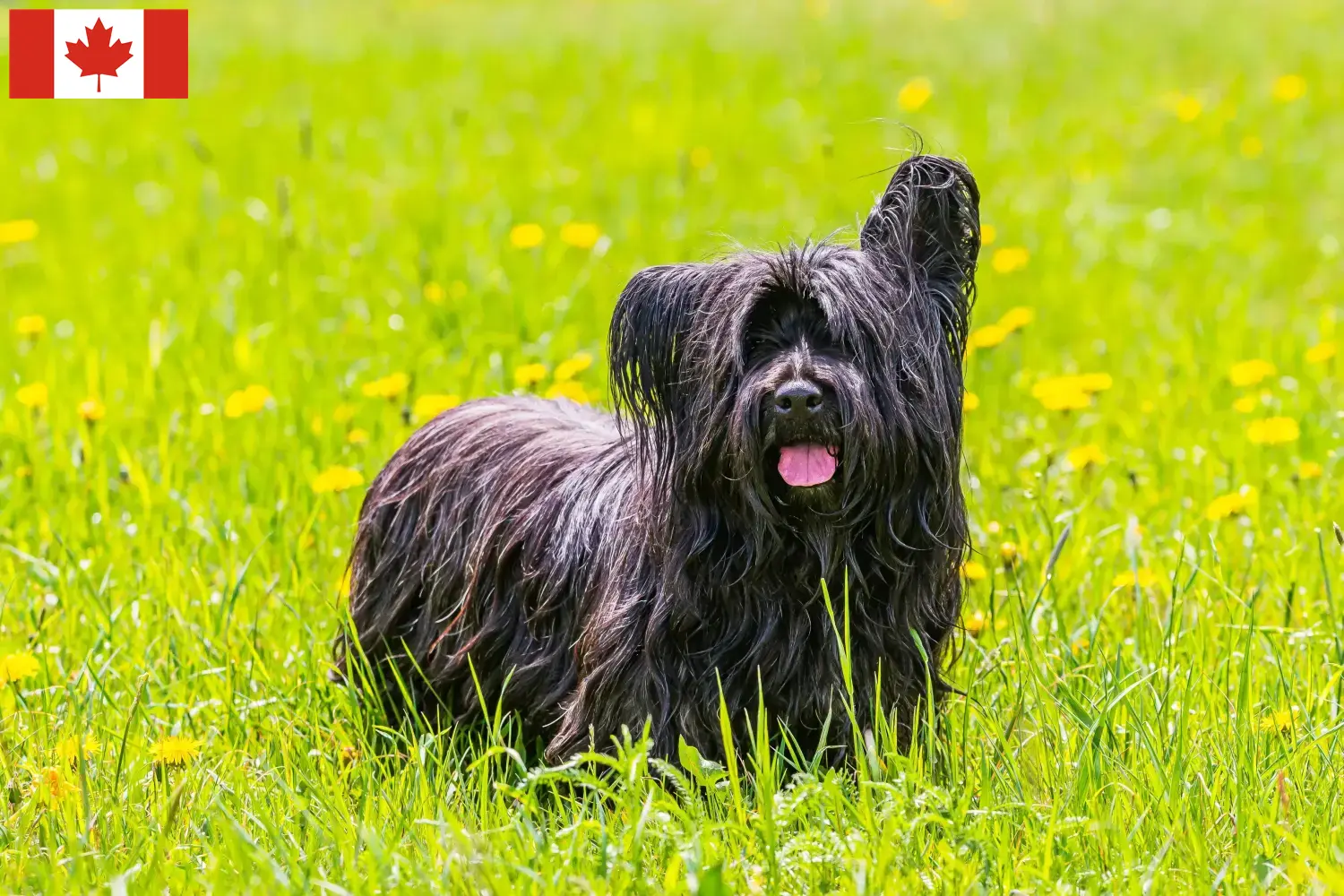 Skye Terrier hvalpe og opdrættere Canada Find Skye Terrier-opdrættere i Canada her.