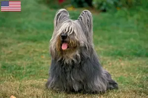 Read more about the article Skye Terrier opdrættere og hvalpe i USA