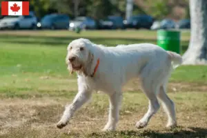 Read more about the article Spinone Italiano opdrættere og hvalpe i Canada